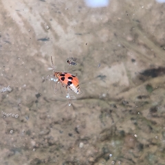 Paridea octomaculata