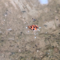Paridea octomaculata