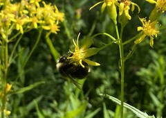 Bombus flavidus