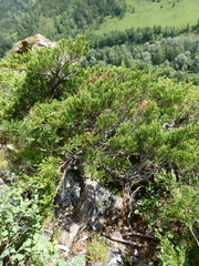 Juniperus sabina