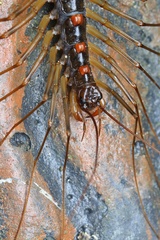 Thereuopoda clunifera