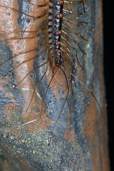 Thereuopoda clunifera