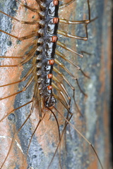 Thereuopoda clunifera