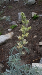 Lupinus padre-crowleyi