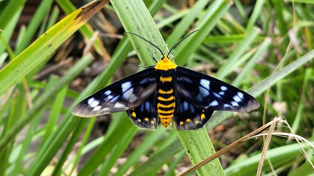 four o'clock moth from Palm Cove by Kristian Wells · iNaturalist