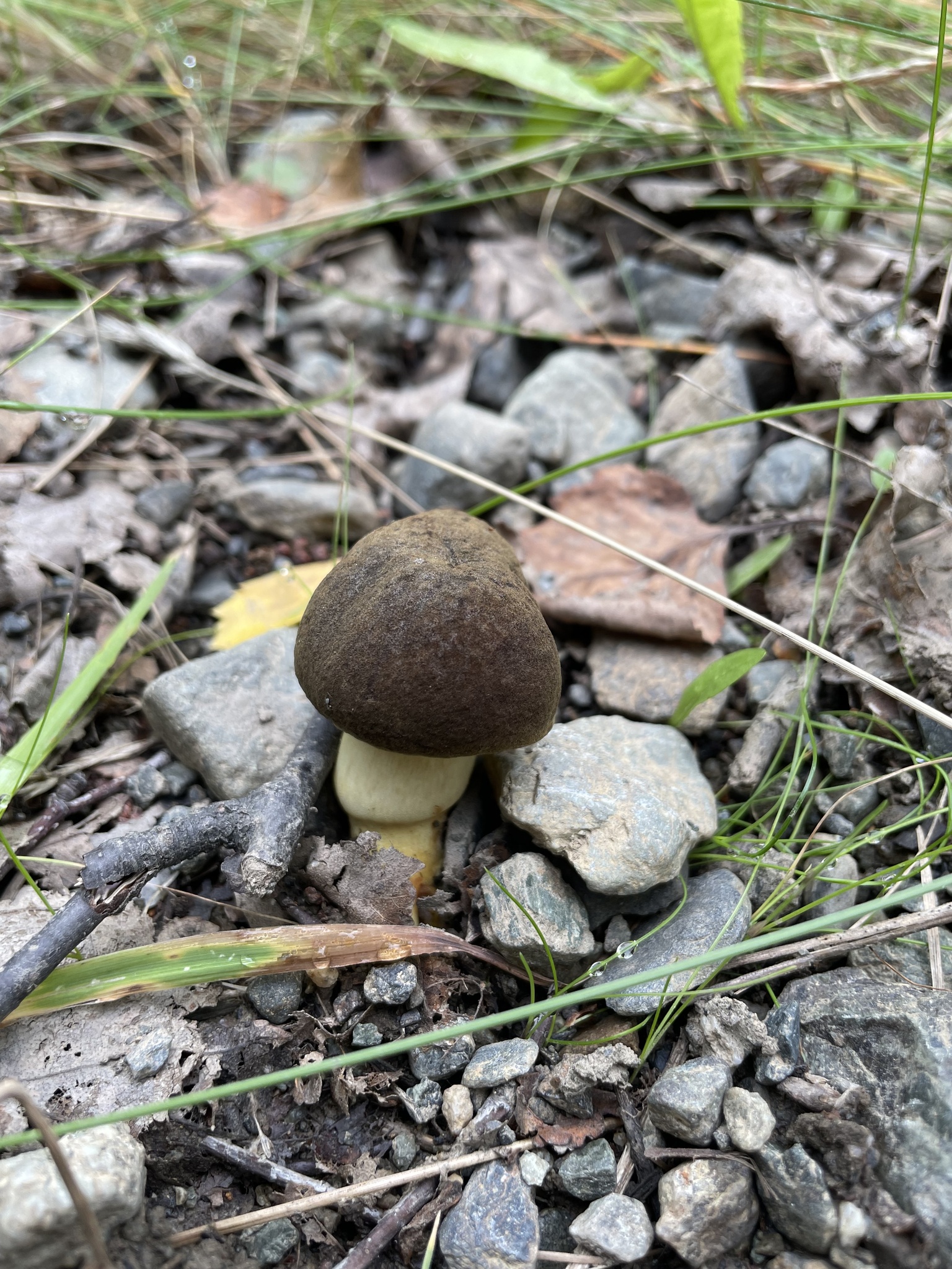 Boletus ferrugineus Schaeff.