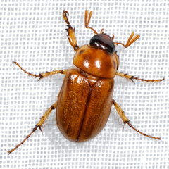 Cyclocephala pasadenae