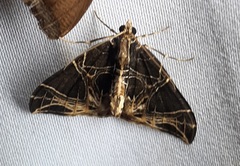 Ecliptopera rectilinea