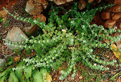 Pseudodictamnus mediterraneus