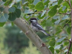 Poecile atricapillus