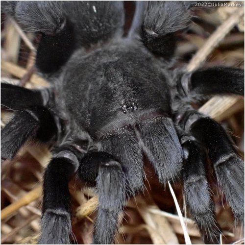 Steindachner's Ebony Tarantula