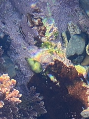 Clibanarius virescens