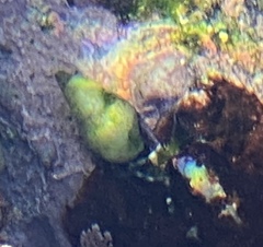 Clibanarius virescens