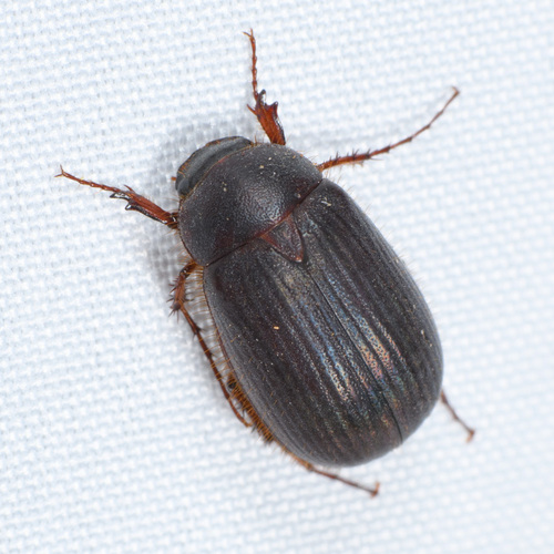 Serica anthracina observed 2022-06-15