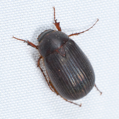 Serica anthracina