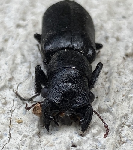 Stout's Hardwood Borer photo 2
