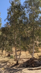 Corymbia aparrerinja