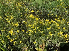 Rorippa sylvestris