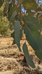 Corymbia aparrerinja