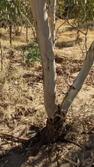 Corymbia aparrerinja