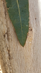 Corymbia aparrerinja