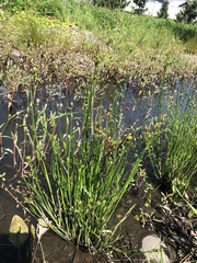 Juncus articulatus