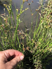 Juncus articulatus