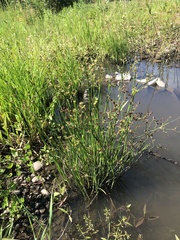 Juncus articulatus