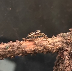 Pelegrina flavipes