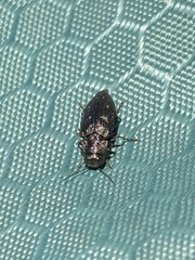 Phaenops