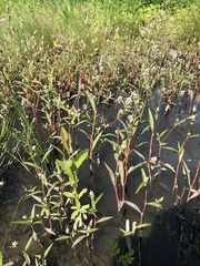 Persicaria maculosa