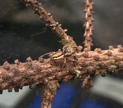 Pelegrina flavipes