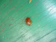 Iphiclus sedecimmaculatus