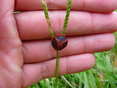 Botanochara bonariensis