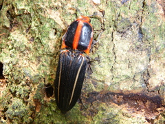 Hemirhipus lineatus