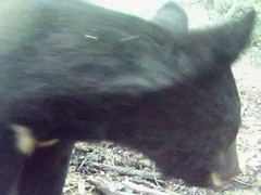 Ursus thibetanus japonicus