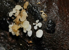 Physalacria australiensis