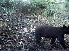 Ursus thibetanus japonicus