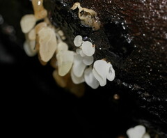 Physalacria australiensis