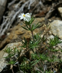 Leptosiphon nuttallii pubescens