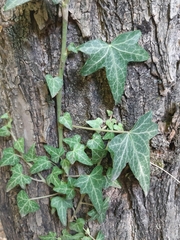 Hedera helix