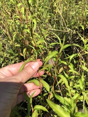 Persicaria