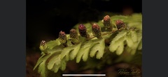 Hymenophyllum cupressiforme