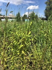 Persicaria