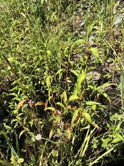 Persicaria