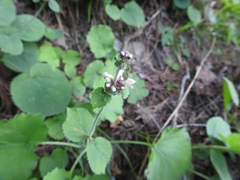 Phlomoides umbrosa