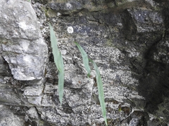 Lepisorus thunbergianus