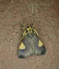 Ulopeza conigeralis