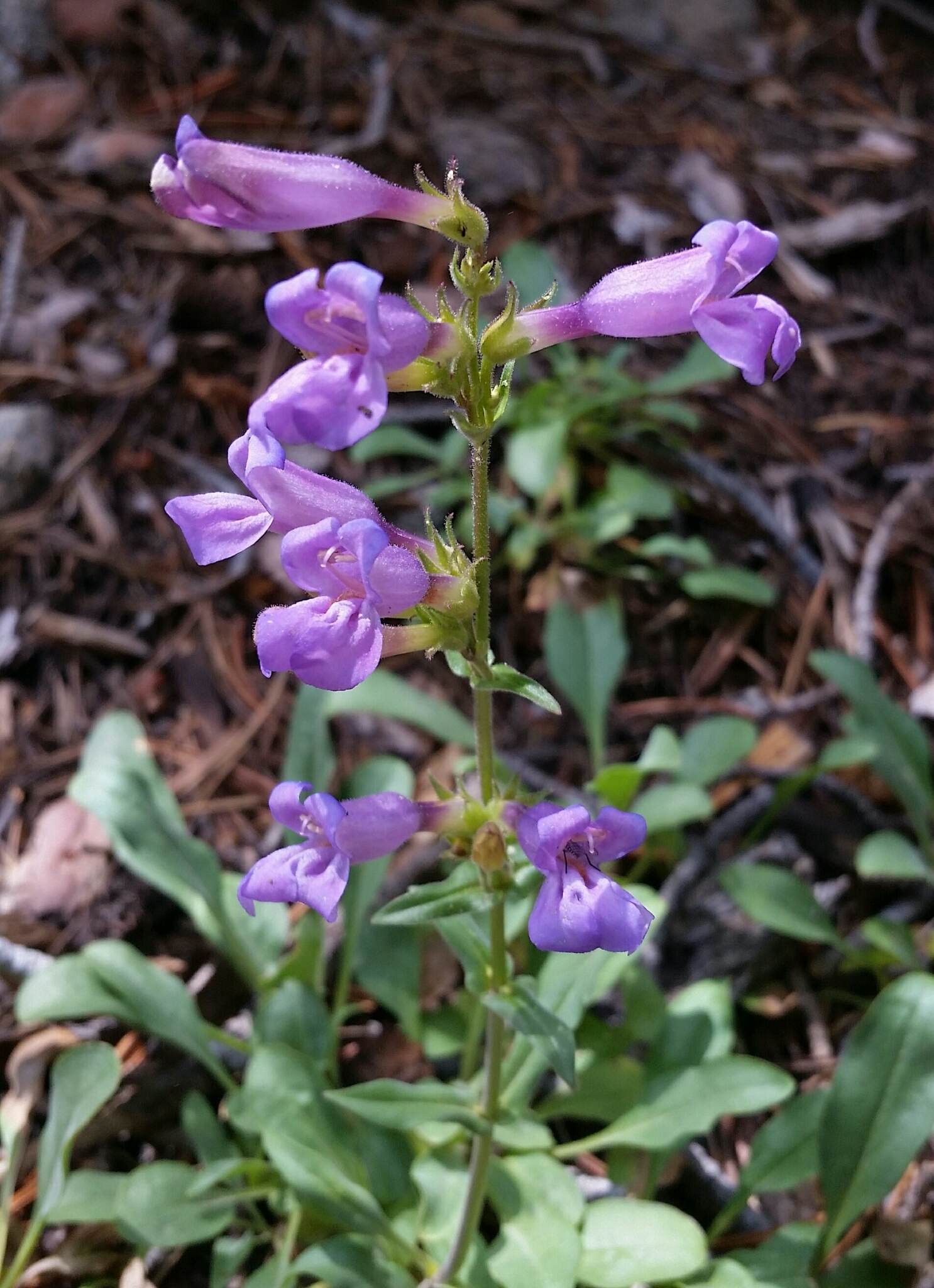 Penstemon papillatus