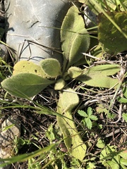 Verbascum thapsus